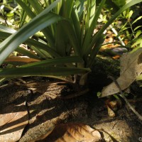 Eriocaulon psammophilum S.M.Phillips